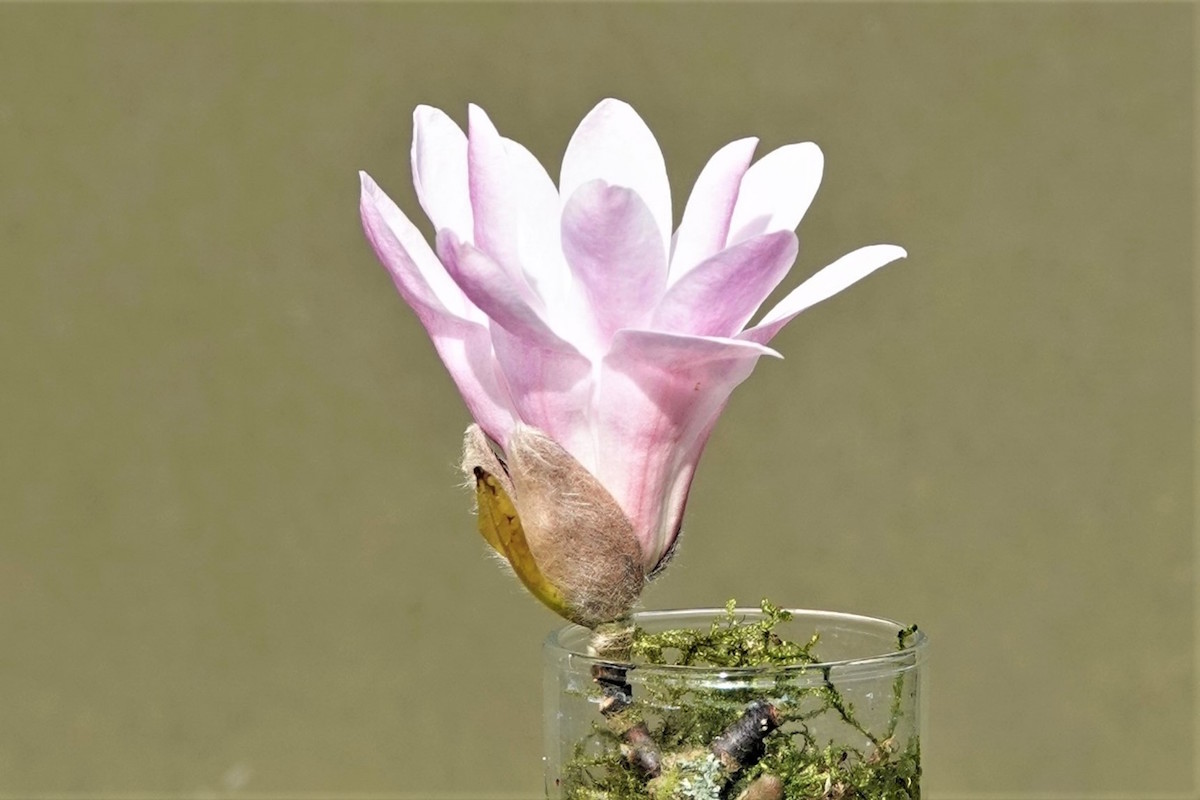 x loebneri Leonard Messel